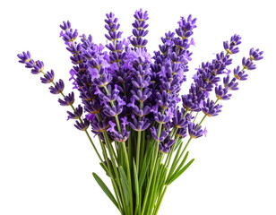  “Single Lavender Stem with Blossoming Flowers, isolated on a transparent background”