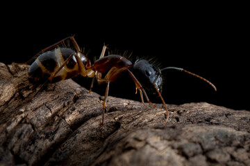 Black head Banded Sugar Ant (Camponotus consobrinus) closeup isolated on wood, Closeup Banded Sugar...