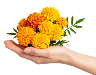 “Hand Holding a Bunch of Colorful Marigold Flowers, isolated on a transparent background”