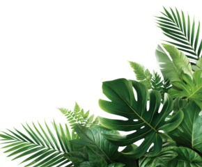 Lush green plant display nature botanical vibrant environment. Isolated on transparent background, png.