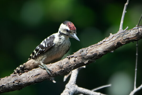 Fulvous-breasted Woodpecker "Dendrocopos macei" on branch, Caladi ulam bird "Dendrocopos macei" perched on a tree