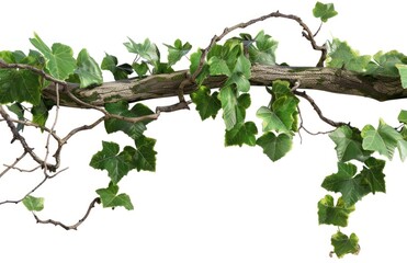 Isolated branch of ivy with lush foliage displaying vibrant shades of green