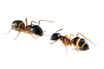 Banded Sugar Ant (Camponotus consobrinus) closeup isolated on white background, The black-headed...