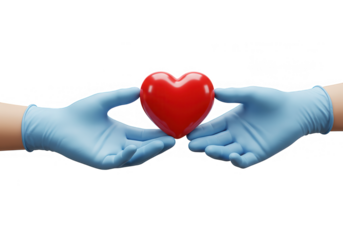 Two hands in blue surgical gloves gently holding a red heart on a transparent background