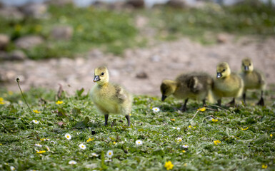 ducklings together