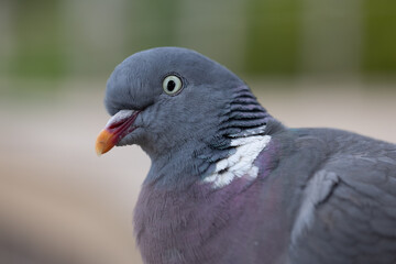 close up of a pigeon
