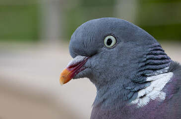 close up of a pigeon