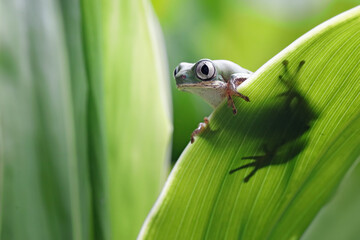 Obraz premium Phyllomedusa hypochondrialis climbing on leaves, Northern orange-legged leaf frog or tiger-legged monkey frog closeup on leaves 