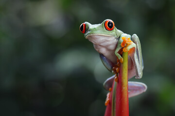 Red-eyed tree frog climbing on dwarf jamaican heliconia flower, Red-eyed tree frog (Agalychnis callidryas) closeup on flower, Green tree frog on dwarf jamaican heliconia flower