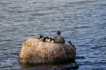 Ducks Resting on a Rock