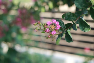 Crape Myrtle Blossoms Against Blue Sky 09
