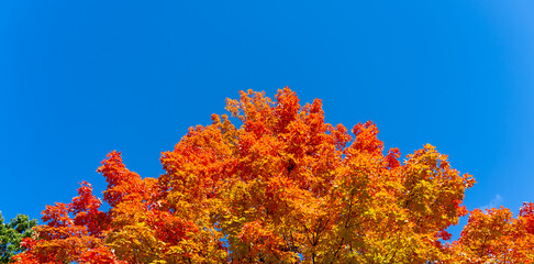 Colorful autumn maple trees with the blue sky in background. 