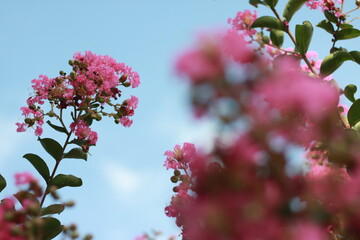 Crape Myrtle Blossoms Against Blue Sky 02