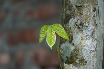 Poison Ivy or Toxicodendron radicans plant and leaf in closeup 
