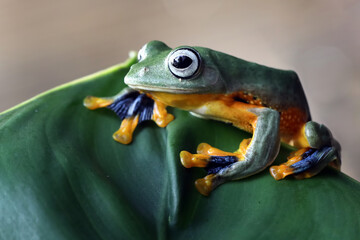 Tree frog on leaf, Gliding frog (Rhacophorus reinwardtii) sitting on leaves, Javan tree frog on branch, Indonesian rainforest tree frog