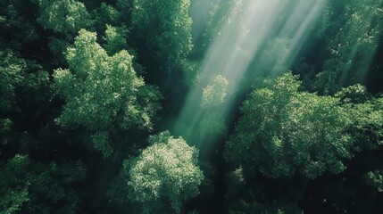 Obraz premium High green trees in the forest with sun rays