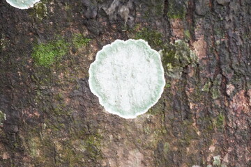 Green White Lichens on the tree trunk