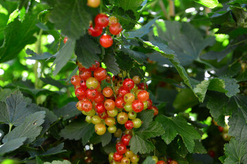 ripening Red Currants Growing on a Bush close up