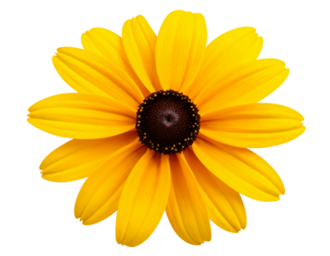  Single Rudbeckia Flower in Full Bloom, Bright Yellow Petals, Isolated on transparent Background