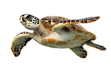 Sea Turtle, Swimming Gracefully, Isolated on Transparent PNG