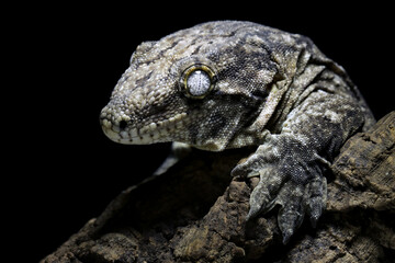 New caledonian giant gecko (rhacodactylus leachianus) camouflage on wood, Leachianus Gecko closeup on wood with isolated background