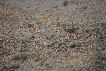 rice or paddy sprouts and seeds are growing in field 