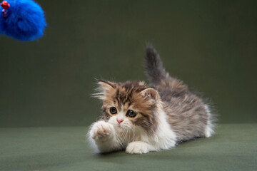 A playful kitten interacts with a dangling blue toy against a green background. The dynamic...