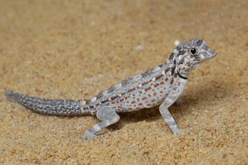 Scorpion Tailed Gecko 