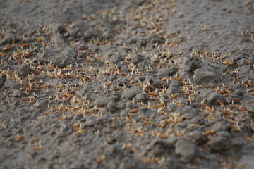 young rice seedlings in the early stages of growth