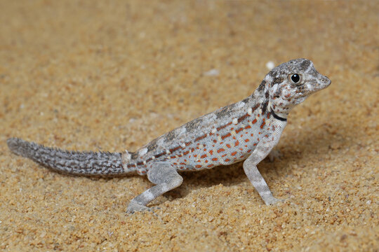 Scorpion Tailed Gecko "Pristurus carteri", Scorpion tail gecko basking in the sand, Scorpion tail gecko closeup on the sand