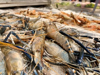 fresh shrimps on the market