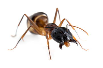 Banded Sugar Ant (Camponotus consobrinus) closeup isolated on white background, Closeup Black head Banded Sugar Ant (Camponotus consobrinus) isolated on white background