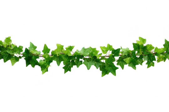 Ivy vine foliage, close up