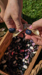 Shelling ripe harvested runner beans or Phaseolus coccineus by hands, into a basket outdoors in the...
