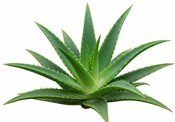 Aloe Vera Plant A CloseUp View