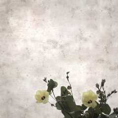 square stylish old textured paper background with flowers of Hibiscus tiliaceus, coast hibiscus