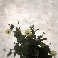 square stylish old textured paper background with flowers of Hibiscus tiliaceus, coast hibiscus