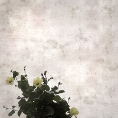 square stylish old textured paper background with flowers of Hibiscus tiliaceus, coast hibiscus