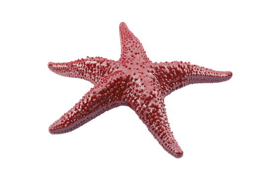 Red Starfish, Isolated on Transparent PNG, 3D Render, Glossy Texture, Ocean Theme