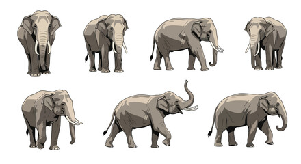 Indian elephant in different poses showcasing various movements  