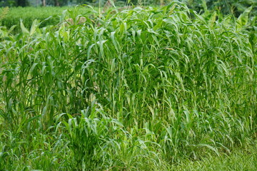 Sudan grass also known Sorghum drummondii