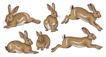 Indian hare in different poses showcasing various movements and actions  