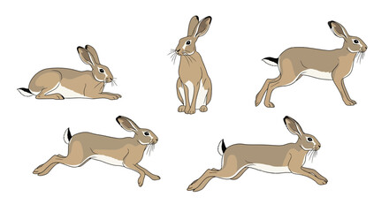 Indian Hare in various poses demonstrating movement and agility  