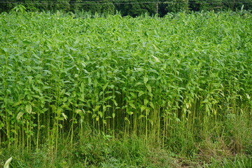 jute plants a significant fiber crop in field 