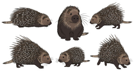 Indian porcupine in various poses showcasing their unique features  
