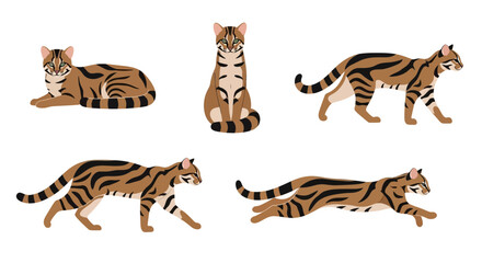 Jungle cat in different poses and expressions on white background  