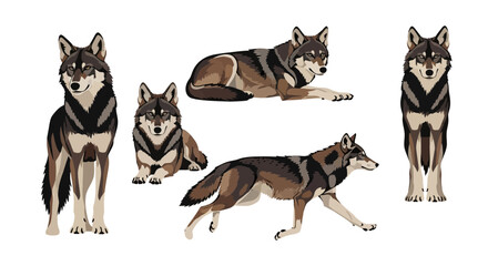 Indian wolf in various poses and expressions on white background  