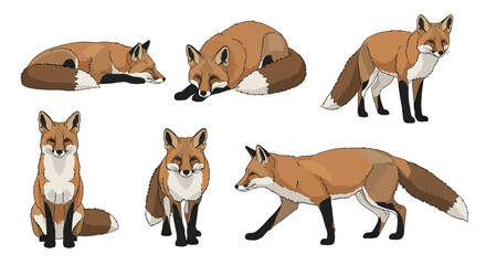 Red fox in various poses on white background, concept of animals in different poses  