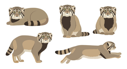 Manul cat in various poses depicting playful and relaxed behavior  