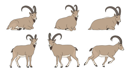 Siberian Ibex in different poses on a white background  
